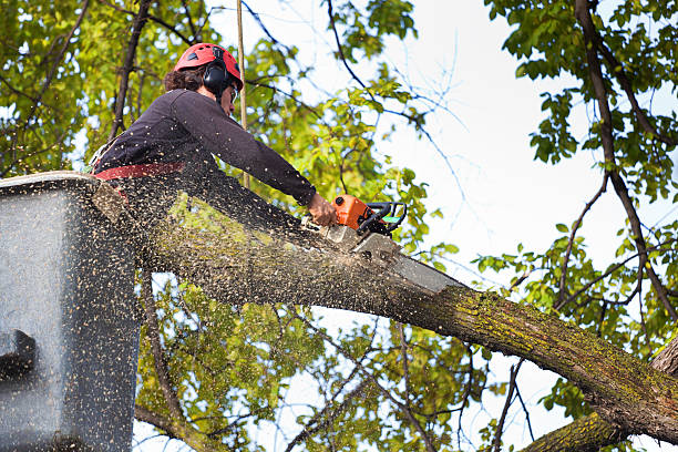 How Our Tree Care Process Works  in  Sudley, VA